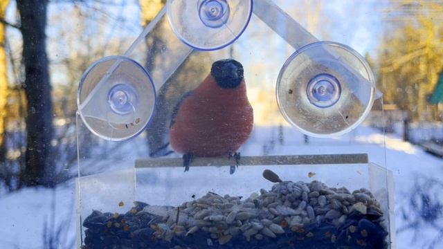 Птички синички, снегири едят из кормушки зимой