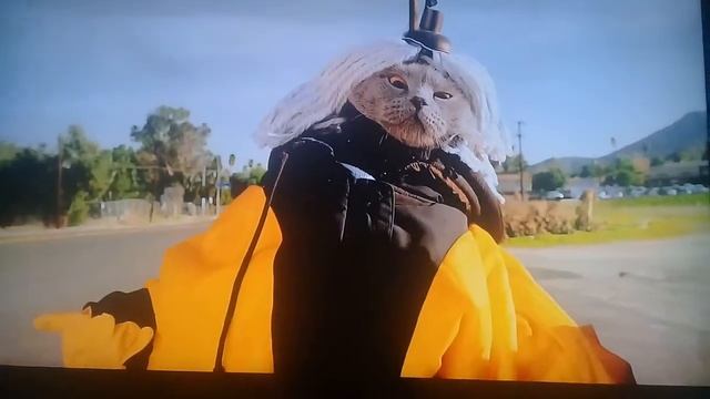 кот и сабака путешествие по дороге