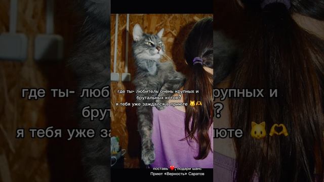 Чиж.mp4