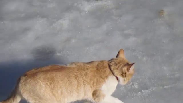 Ледяной кот