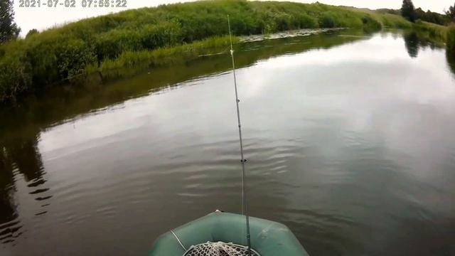 Голавль и жерех в нежаркую пасмурную погоду