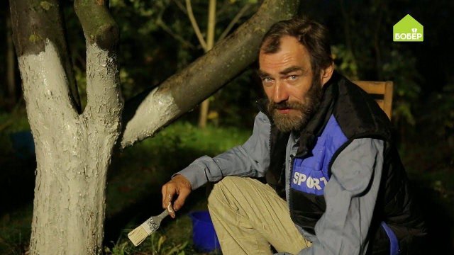 БЕЛИМ ДЕРЕВЬЯ осенью. Осенняя подготовка сада