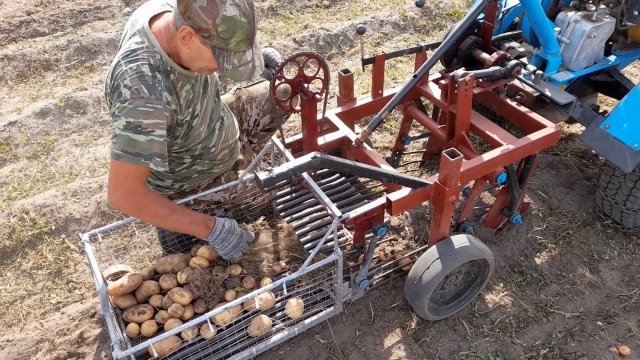 Уборка картофеля мотоблоком Нева, самодельной грохотной копалкой и корзиной