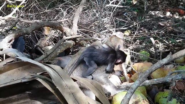 Baby monkey Leo very brave one | Leo so cute and active baby monkey | what an adorable monkey baby!