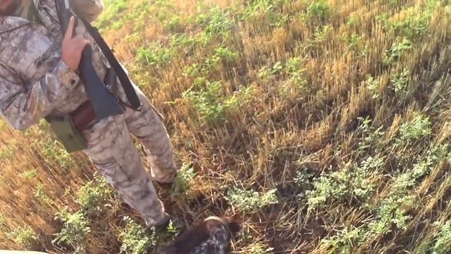 Охота на перепела 20.08.2022