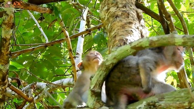 Brave monkey Popeye care baby Sweetpea from Seasa| Seasa screams Sweetpea on tree.