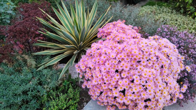 Как подбирать растения для клумб. Манжетка, армерия, бруннера и гейхера. 05.10.2024 г. Пятигорск.