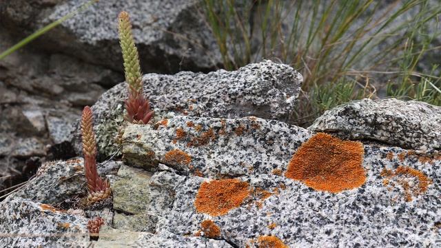 Варган слушать 1 час потрясающее исполнение игра на варгане (хомусе) | Neo shamanic music