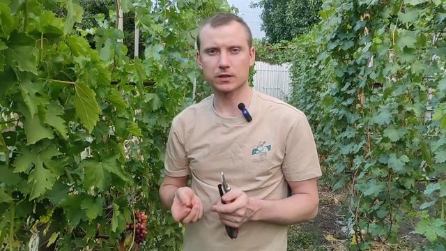 Виноград Шакира, Тера, Фламия