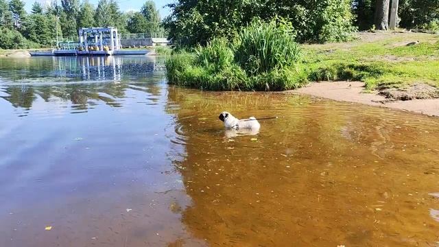 Вырица, пляж, солнце,рыбки и мы ...