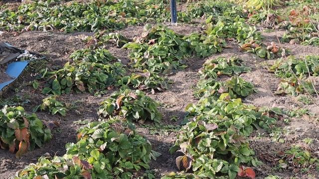 Не отправляйте клубнику в зиму пока не сделаете это! Урожай следующего года +100%.