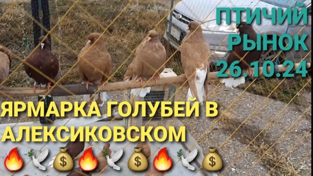 Ярмарка голубей в Алексиковском. Птичий рынок 26.10.24. Николаевские голуби.