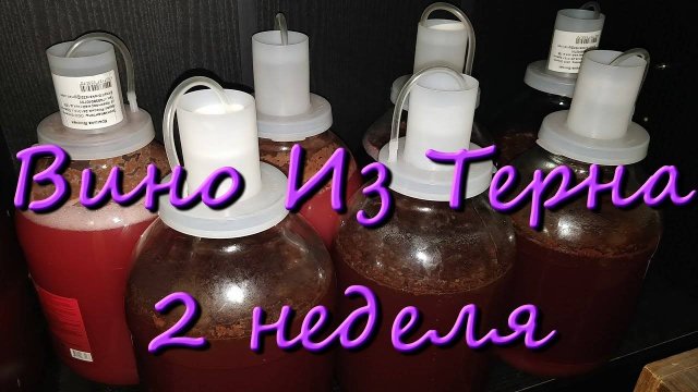 Вино Из Терна В Домашних Условиях Простой Рецепт 2 Неделя