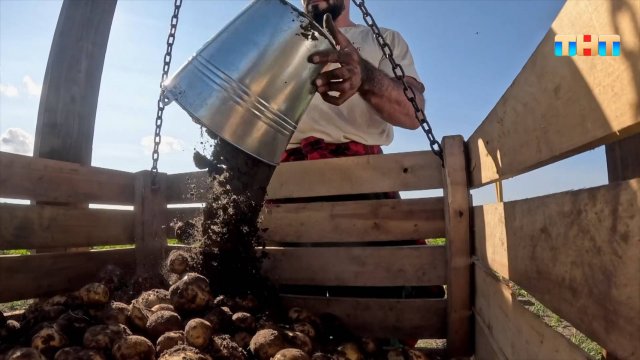 Челлендж «Выкопать 200 килограмм картошки»