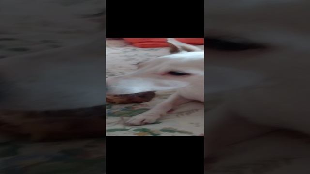 раф