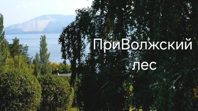 Лес вдоль Волги!