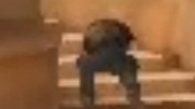 смешные моментики стандофф 2