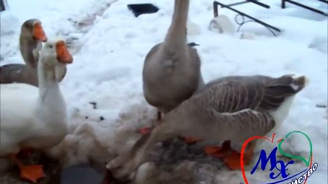 Холмогорские гуси