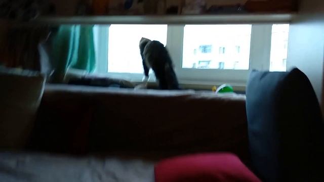 Cat Vlogs. Cat sleep. Cat and master. The cat runs. Cat eats funny.