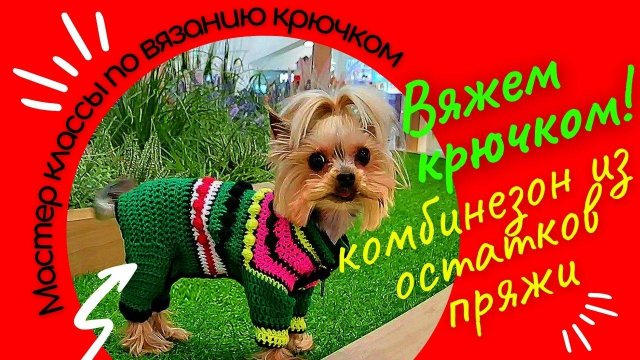 Вяжем крючком комбинезон для собак с закрытыми лапами - Мастер класс