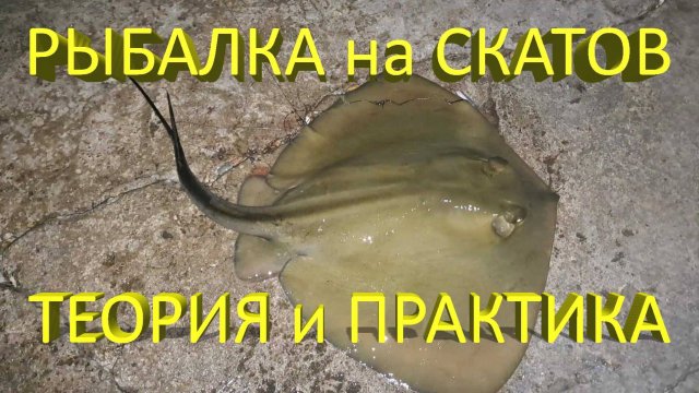 🔥 Как поймать БОЛЬШОГО СКАТА на обычную донку? Простая МОРСКАЯ РЫБАЛКА в Крыму на Черном море 🔥
