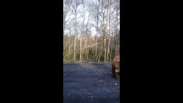 Встреча с медведем!