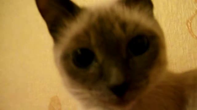 кошачья песня мяу мяу