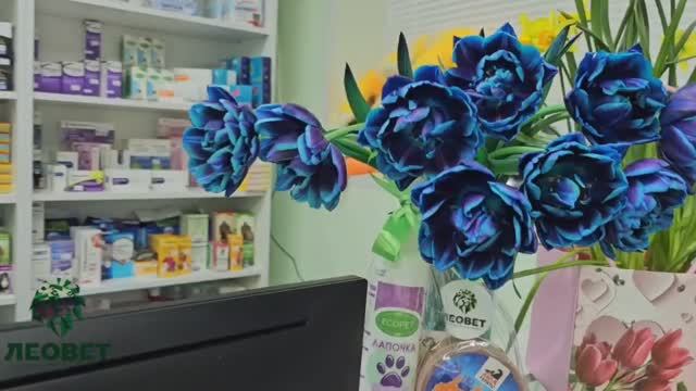 Сеть ветеринарных клиник и аптек ЛЕОВЕТ