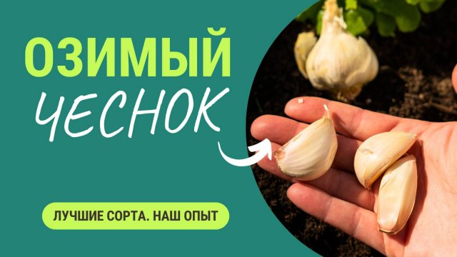 Озимый чеснок: лучшие проверенные сорта. Наш опыт