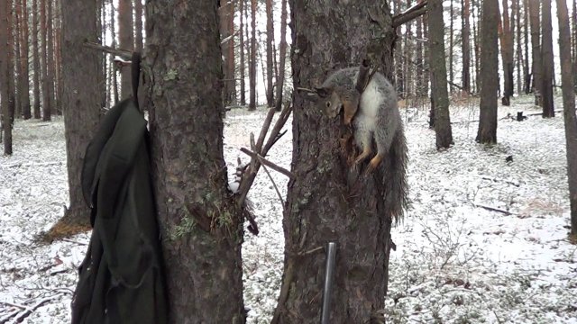 ОХОТА НА КУНИЦУ КАПКАНАМИ / ОХОТА НА ПУШНИНУ С ЛАЙКАМИ. Сезон 24-25г.