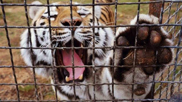 Тигр Скиф продолжает учиться говорить Ма-Ма !