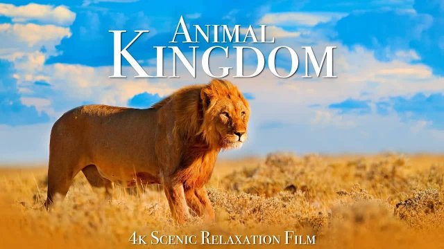 Animal Kingdom 4K - Scenic Wildlife Film With Calming Music