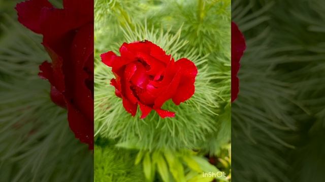 Энергетический сеанс
Раскрытие духовного сердца и наполнение его божественной энергией