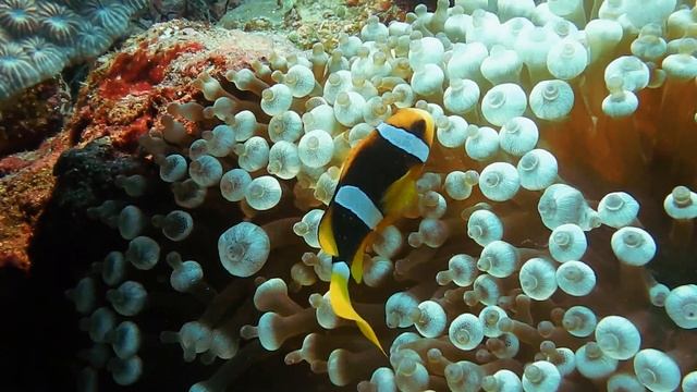 1536347-hd_1920_1080_30fps