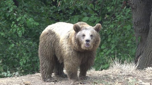 In the animal world