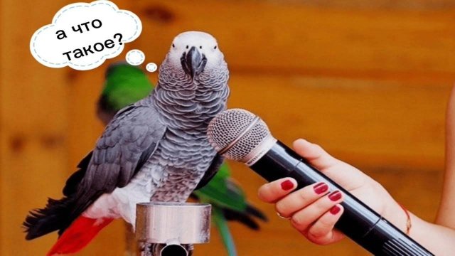 ПОЧЕМУ ПОПУГАИ УМЕЮТ РАЗГОВАРИВАТЬ  И УМНЫ ЛИ ОНИ ?