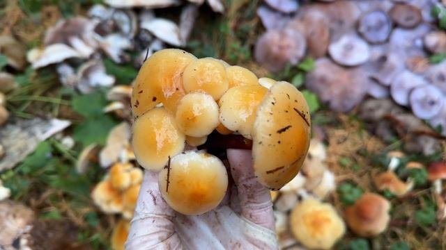 Друзья, срочно в лес за грибами! Зима наступает на пятки!