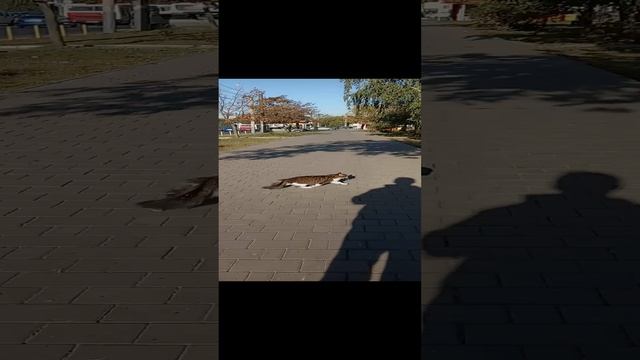 ПУШОК