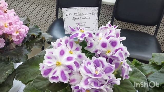 Фиалки. Выставка в Ярославле