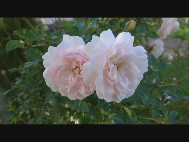 Избавляюсь от розы сорта Свани (Swany)! Что случилось, что нужно знать, прежде чем Вы ее посадите.