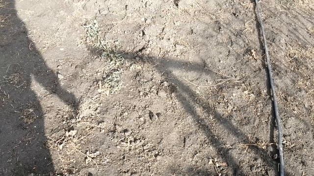 Посадка клубники в ноябре.