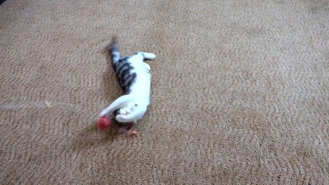 Лера и мама купили котенка