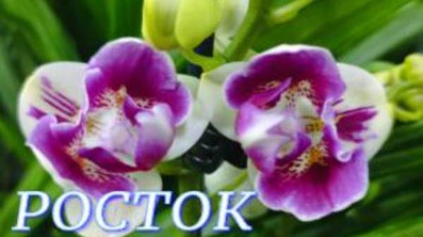 №961/ ОБЗОР красивых ОРХИДЕЙ в с/ц РОСТОК. Много ХОЙ.