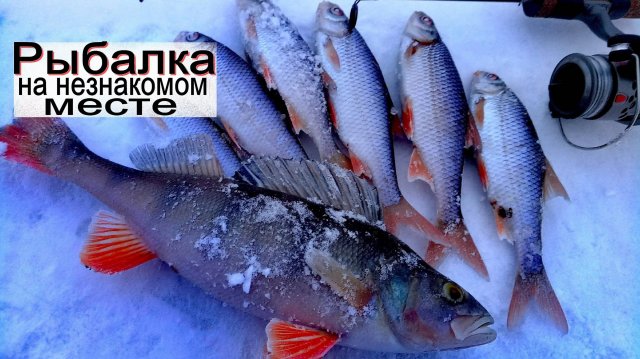 ЗИМНЯЯ РЫБАЛКА  НЕ ОЖИДАЛ ТАКОЙ РЫБЫ