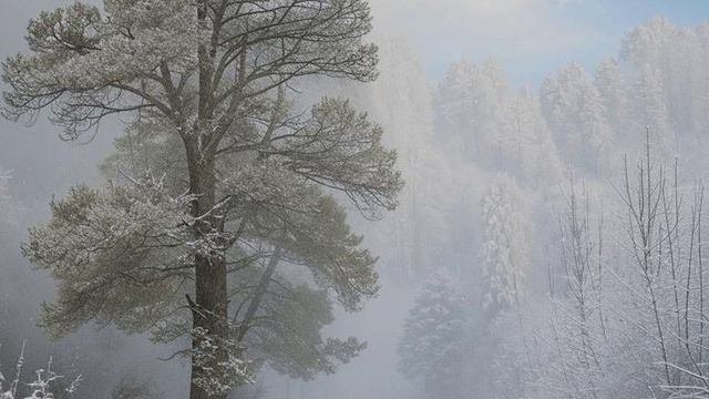 Снежная буря, буран и завывание ветра