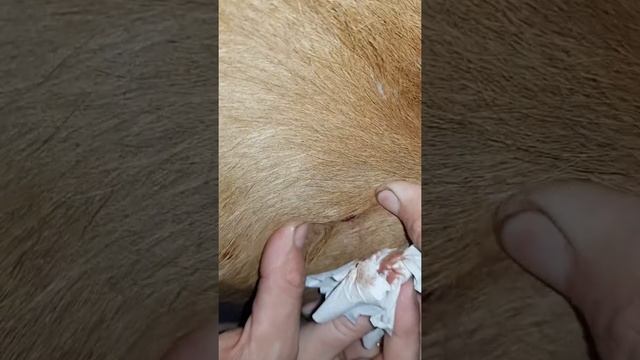 Внимание ЛИЧИНКИ  ОВОДА у коровы удаляем личинок!