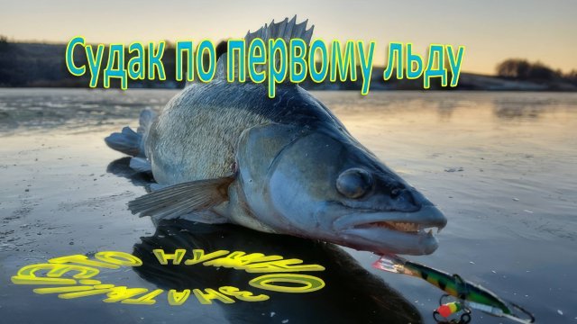 Судак по первому льду. Важная информация.