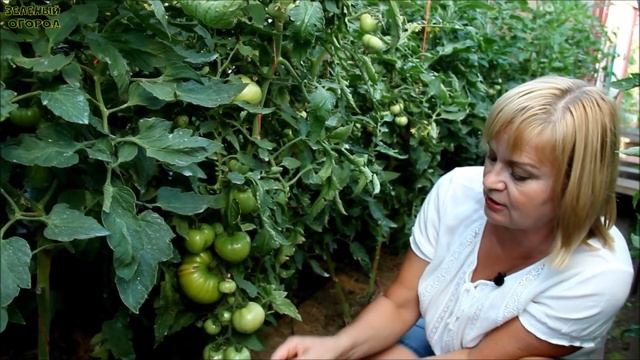 Оказывается ТОМАТЫ отлично растут и в ВЕДРАХ! Советы от ЗЕЛЕНОГО ОГОРОДА!