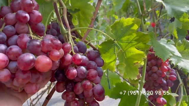 Виноград Щелкунчик 20 сентября 2024 год. Новороссийск , Краснодарский край.