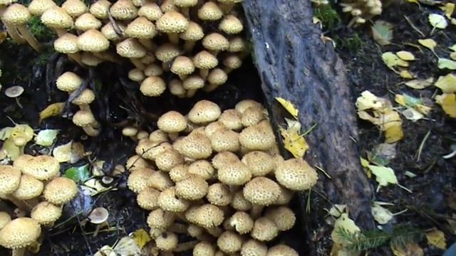 Чешуйчатка обыкновенная